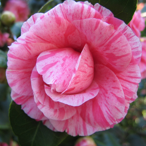 CAMELLIA