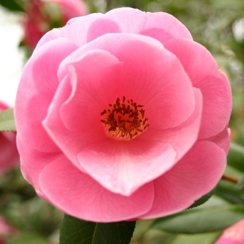 CAMELLIA