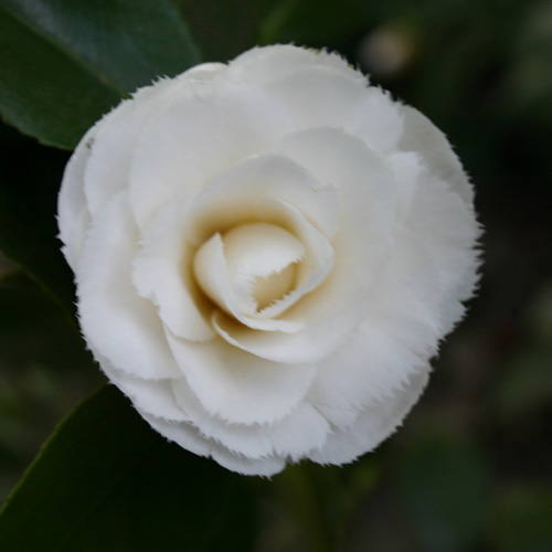 CAMELLIA